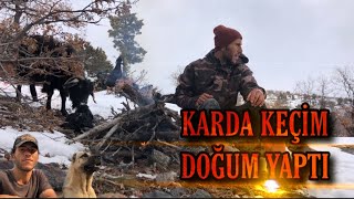 DAĞDA KARDA KEÇİM DOĞUM YAPIYOR (KEÇİ DOĞUMU-YAVRU KEÇİ)