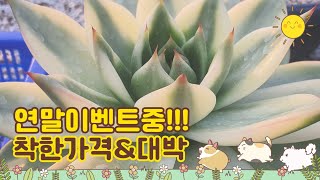 12월21일ㅡ정원다육ㅡ 연말이벤트중 입니다.많이참여해주세요.  정원댁010.7370.2040