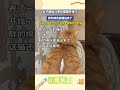 女子晒自己家的猫猫开线了 胖的棉花都漏出来了 网友：我竟然分不清这是真猫还是假猫 宠乐园 轻松一刻 动物