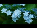 紫陽花の詩　　グレープ