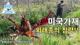 신규 생태계교란종!! 미국가재!! 국내 하천을 무단점거한 붉은가재들,  황소개구리 블루길은 저리가 이제 나야 나 - 잡캐김군의 나는 자연인이다 에피소드 1