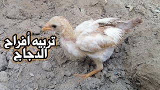 تربيه أفراح الدجاج في العراق 🇮🇶