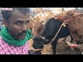 25 11 2024 மேலப்பாளையம் மாட்டு சந்தை திங்கள் கிழமை melapalayam cow market cow மாடு maadu