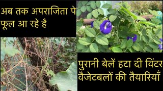 गमले खाली कर दिए विंटर वेजिटेबल के लिए ? how to grow winter vegetable