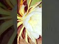 Brahmakamal Flower❗TimeLapse  #ytshorts #Shorts#flower #flowers#timelapse#brahmakamal #brahmakamalam