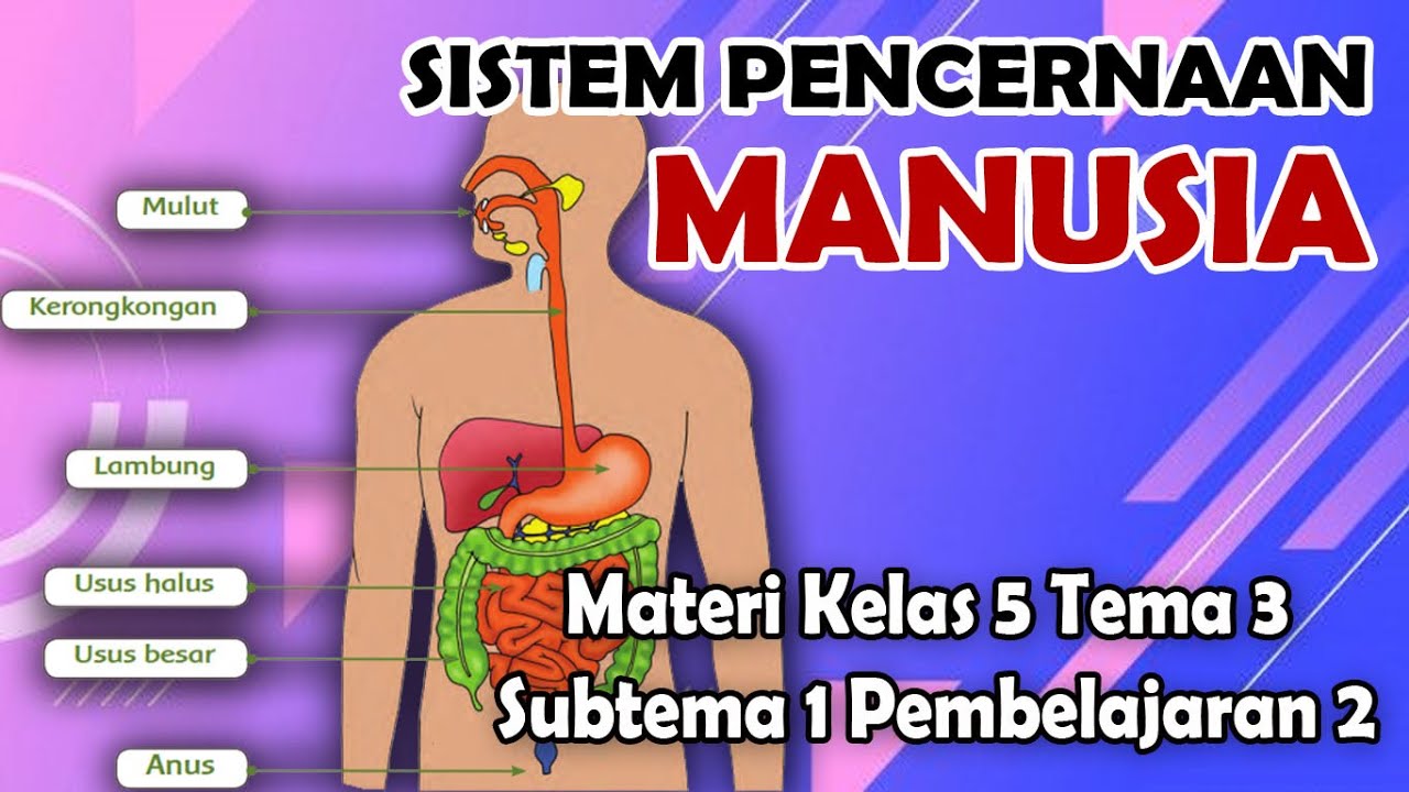 SISTEM PENCERNAAN MANUSIA KELAS 5 SD - YouTube