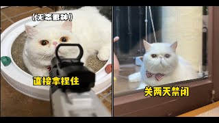 家里不管是白天黑夜我都已经掌控了！我看你还能怎么办！#宠物 #猫 #铁锤 #开心做好事