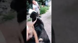 Tibetan Mastiff  dogs | 对于陌生人挑衅小藏獒，小藏獒反应如何？#藏獒#中国藏獒