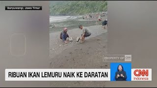 Ribuan Ikan Lemuru Naik ke Daratan