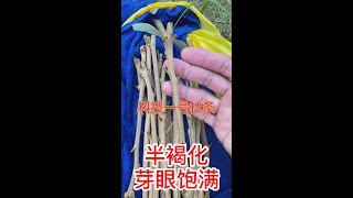 果樹嫁接如何選擇接穗？建議選擇半褐化，半老熟的枝條，這樣成活率高How to choose scion for fruit tree grafting? choose half-brown