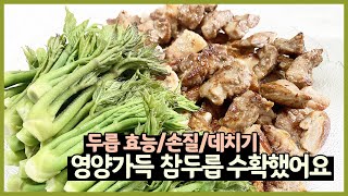 참두릅 수확했어요 (두릅 효능ㆍ손질ㆍ데치기)