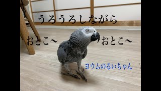 うろうろしながら「男〜♪」と歌うヨウムのるいちゃん。笑