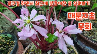 #꽃구경 하면서 최근에 #분갈이한 꽃 살펴보고 #관리하기 키우기