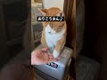 お手をする猫 猫 ねこのいる生活 cat ねこ動画 ねこ好き