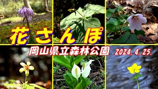 花さんぽ 岡山県立森林公園　2024.4.25.