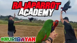 RAJA PARROT ACADEMY || SEKOLAH FREE FLY NURI BAYAN