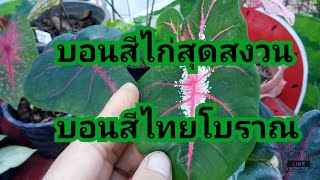 บอนสีไก่สุดสงวน บอนสีใบไทยพื้นบ้าน สวยงามน่าสะสม#caladium | ป้าแต้story