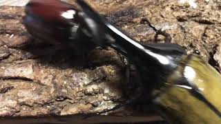 国産カブトムシvsグランディスオオクワガタ Trypoxylus Dichotomus Vs Dorcus Grandis Moriyai 国産カブトムシvsグランディスオオクワガタ Trypoxylus Dichotomus Vs Dorcus Grandis Moriyai