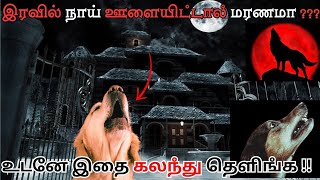 ⚠️😱இரவில் நாய் ஊளையிட்டால் மரணமா 😰 Dogs Howling Reasons |  உடனே இதை கலந்து தெளியுங்கள் 💯 irai ullam