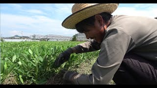 【無肥料無農薬】８月落花生のお手入れ🥜草整理と草マルチ🌱（自然栽培　自然農　家庭菜園　野菜畑）