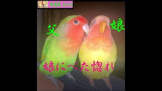 201020【ちょっと暗い】お父さん幸せそう　親子　小桜インコ　我が家の天使たち5羽αα