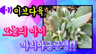 (3월4일) 오늘의 득템! 마리아금군생입니다^^ 제이드스타/엘크혼/중투마리아/블루진 #다육이판매  #득템찬스 #취미재테크