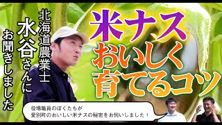 【愛別町農業丸わかり】 米ナス 解説編 / 役場職員の乙竹マンと廣富マンが町内で農業を営む水谷さんに米ナスを美味しく育てるコツについてインタビューしました。