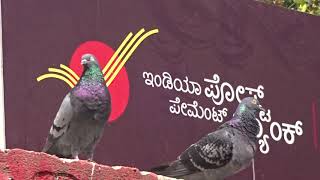 Gadag Postal D.O : Environment Friendly Office Part 8