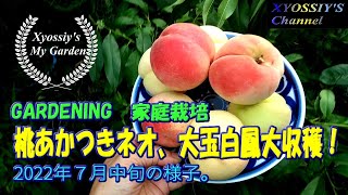 【XYOSSIYのライフチャンネル】2022年7月中旬の様子　桃あかつきネオ、大玉白鳳大収穫！