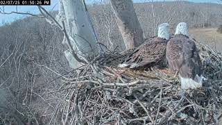 2025.Feb.07 | Live! From the Lower NCTC Eagle Nest | Review birds life in their nest #birdslover