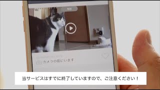 【家電王】　留守中のペット(イヌとネコ）は何してる？AI搭載のアプリ