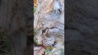 Silent Stalker A Lynx's Tale