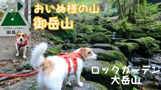 【犬連れ登山】おいぬ様の山　御岳山　ロックガーデン　大岳山 / hike with dogs in Japan Jack Russell Terrier