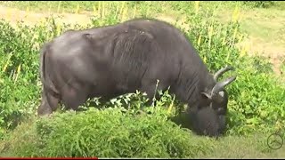 Wild Buffaloes,Wild Boar, Sambur කුළුහරක්, වල්ඌරන් හා ගෝනා