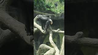 #chimpanzee #黑猩猩 Taipei Zoo