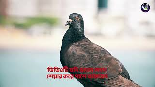 পার্থিব জীবন পরীক্ষাস্বরূপ । Solaiman Shiddiq