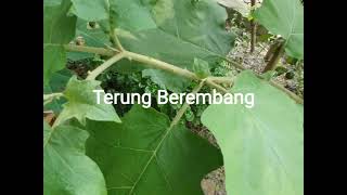 TERJAH KEBUN KELILING RUMAH KAWAN KAMI - YONG