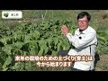 来年の準備は今から！圃場の残渣処理と秋白菜の潅水の大切さ【やさいj 自然農法の畑2023 ⑪ by 自然農法センター】