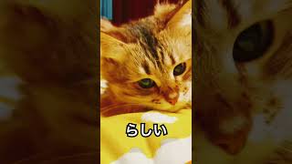 ゆっくり瞬きすると誰でも可愛くなれるらしい！#新人#short #かわにゃんこ #フワフワ #cat #ねこねこ