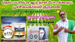 🌾நெல் பயிரில் 15 ஆம் நாள் போடக்கூடிய உரம் மேலாண்மை | chemical fertilizer mixed #imara #bayer #regent