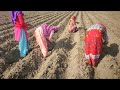 काले गेहूं की बुवाई कैसे करे black wheat farming u0026 seed rate hindi हिंदी