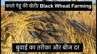 काले गेहूं की बुवाई कैसे करे | Black Wheat Farming \u0026 Seed Rate | HINDI:हिंदी