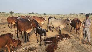 Beautiful Cholistani/Rathi herd of Jalloka tribe coming back for milking!