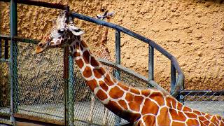 ユリネちゃんに長女誕生　Giraffe(キリン)