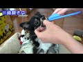 【歯磨き】チワワの子犬うずらちゃん、食べる磨くの巻【うずらちゃん】puppy chihuahua brushing teeth.