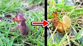 Funny Dancing Insect | こんなオケラ見たことないｗ