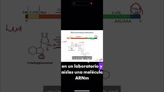 RNA processing (eukaryotes) USMLE Step 1