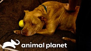 A Storm Free Life for Tanga the Dog | Pit Bulls and Parolees | Animal Planet