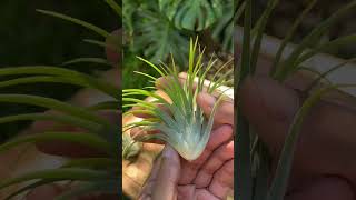 ഈ ചെടിക്ക് മണ്ണ് വേണ്ട | Tillandsia propagation #ytshorts #airplants