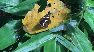 マルバネモンキタテハAterica galene (Forest Glade Nymph) 2024/09/20 Bobiri Ghana